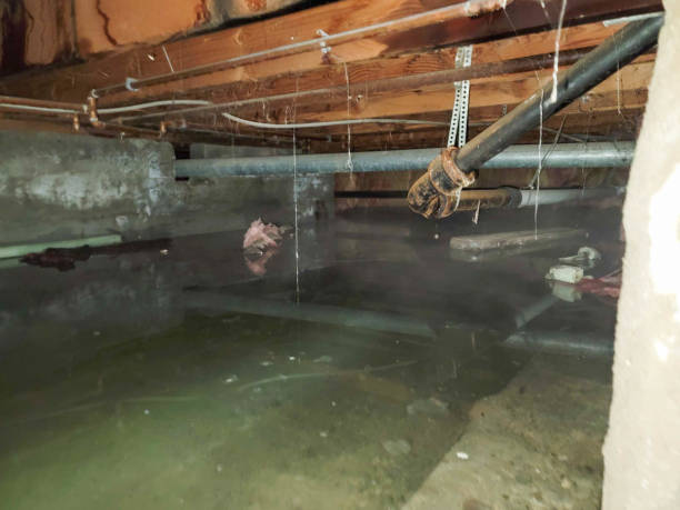 Best Basement water damage restoration  in Braidwood, IL