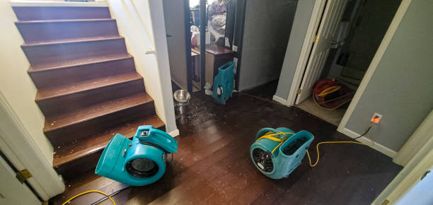 Best Mold removal after water damage  in Braidwood, IL