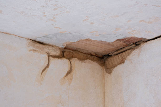 Best Professional water damage repair  in Braidwood, IL